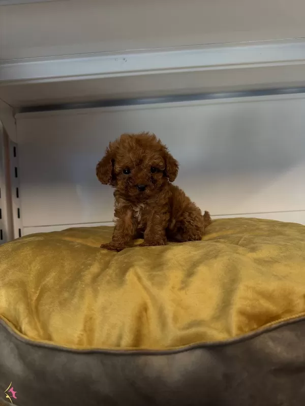 Gerçek Tea Cup Toy Poodle