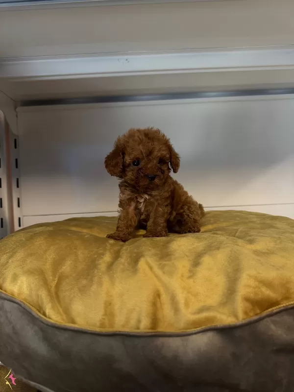 Gerçek Tea Cup Toy Poodle