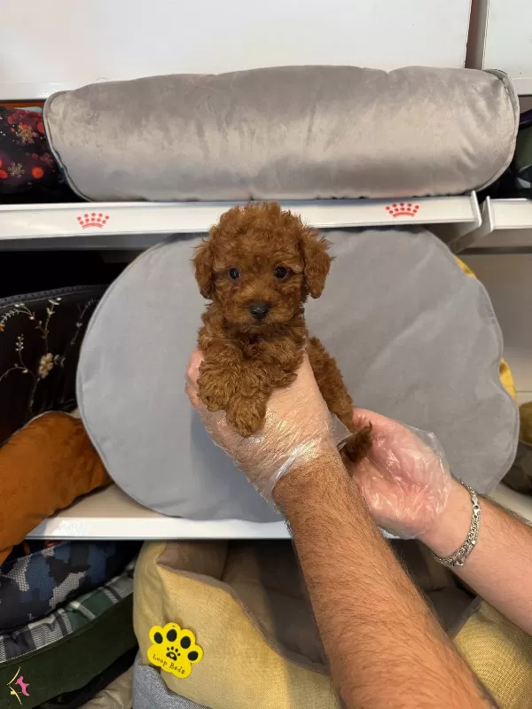 Irk Garantili Red Toy Poodle Bebeklerimiz