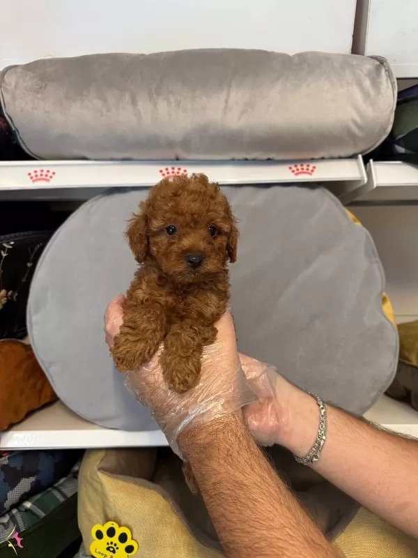 Irk Garantili Red Toy Poodle Bebeklerimiz