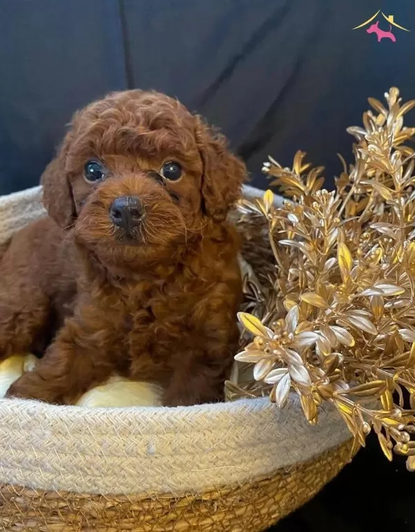 Sevimlilik Garantili Mini Poodle Yavrular