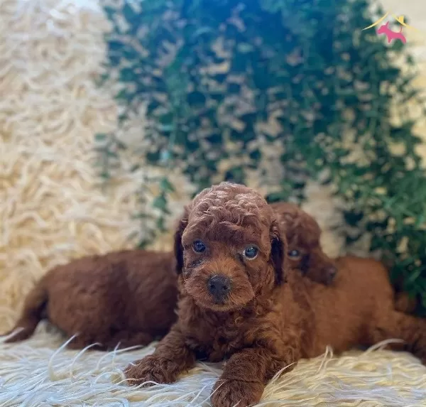 Sevimlilik Garantili Mini Poodle Yavrular