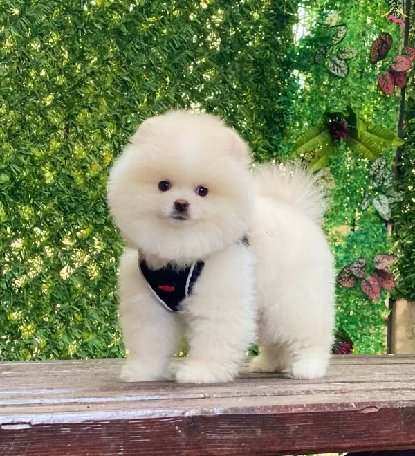 Asılı Pomeranian Boo