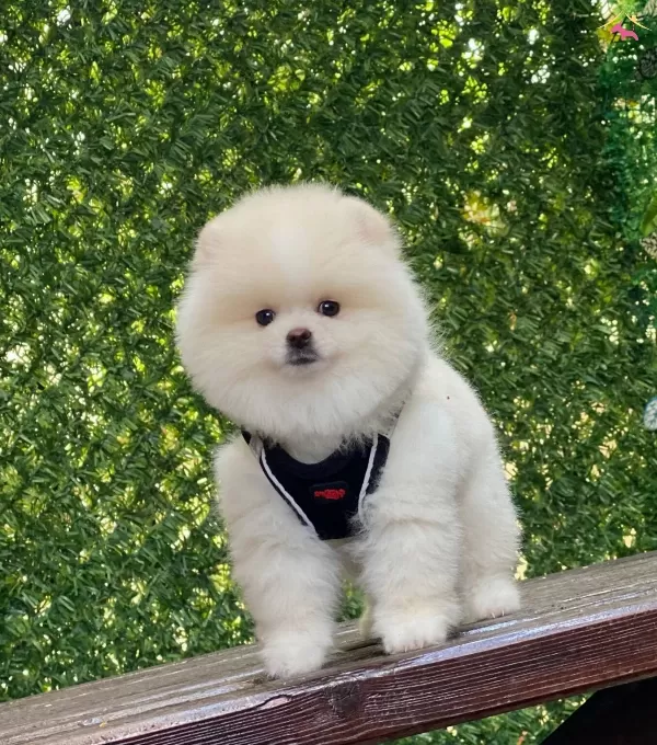 Asılı Pomeranian Boo