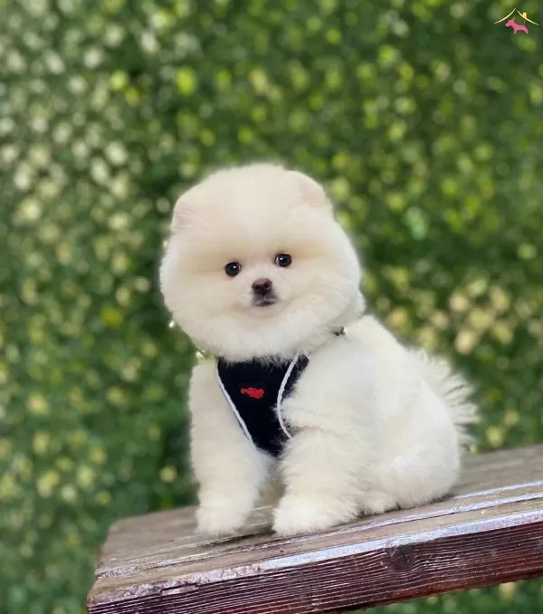 Asılı Pomeranian Boo