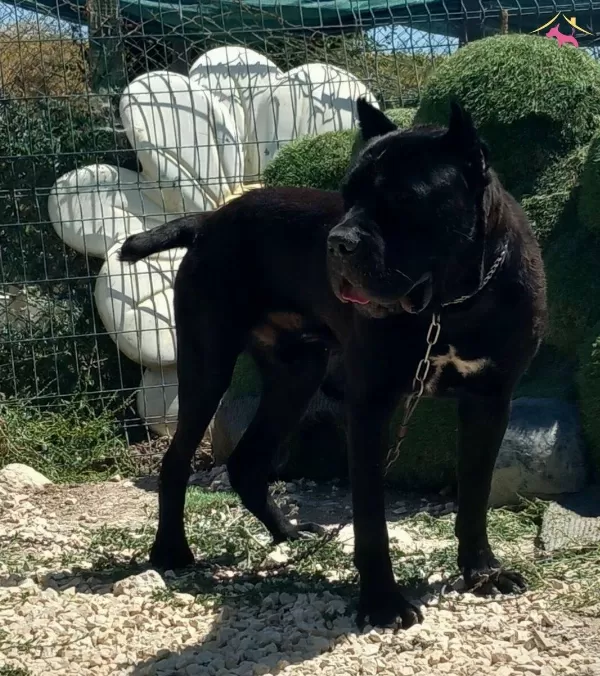 Cane Corso Genc Erkek Ve Disiler