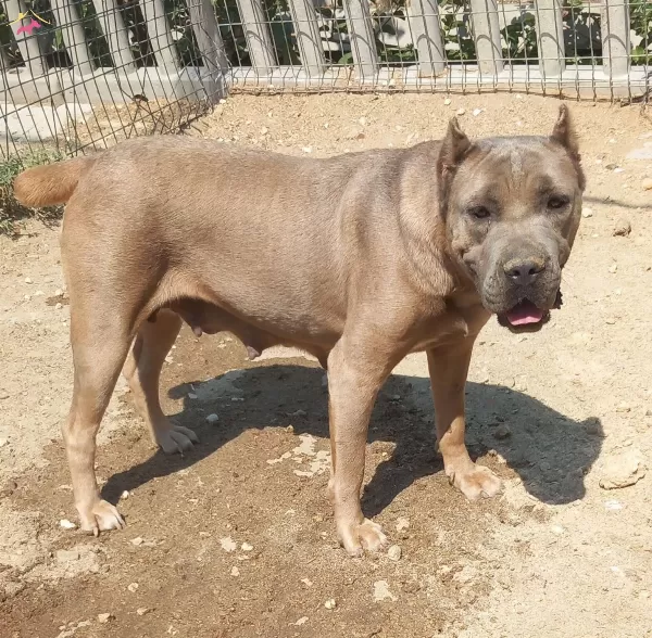 Cane Corso Genc Erkek Ve Disiler