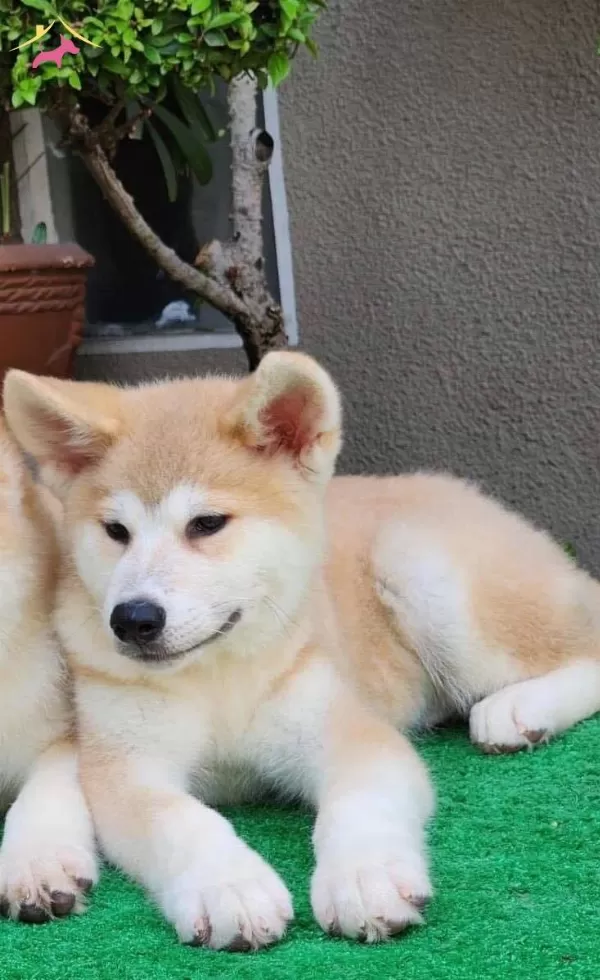 Akita Inu Yavrularımiz Hazırdır