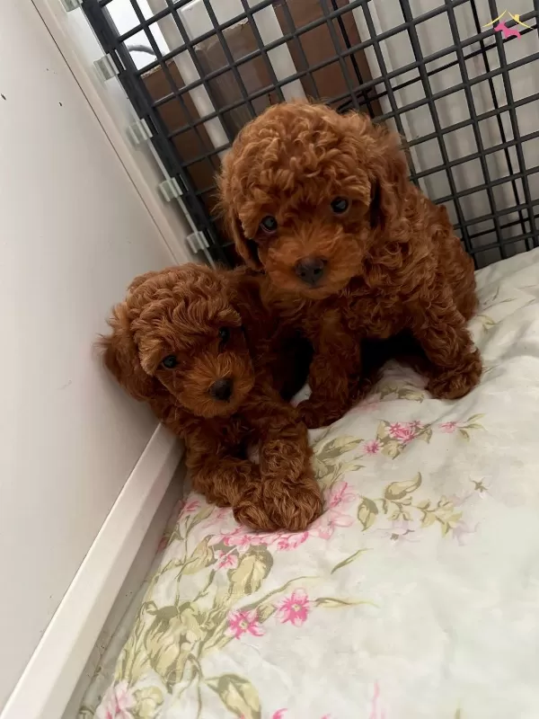 Secere Belgeli Toy Poodle Bebekler