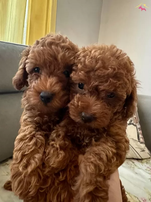 Secere Belgeli Toy Poodle Bebekler