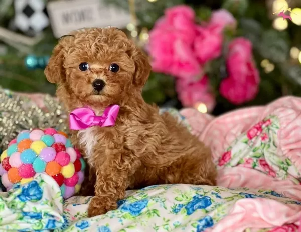 Antialerjik Ust Kalite Toy Poodle