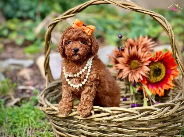 Antialerjik Ust Kalite Toy Poodle