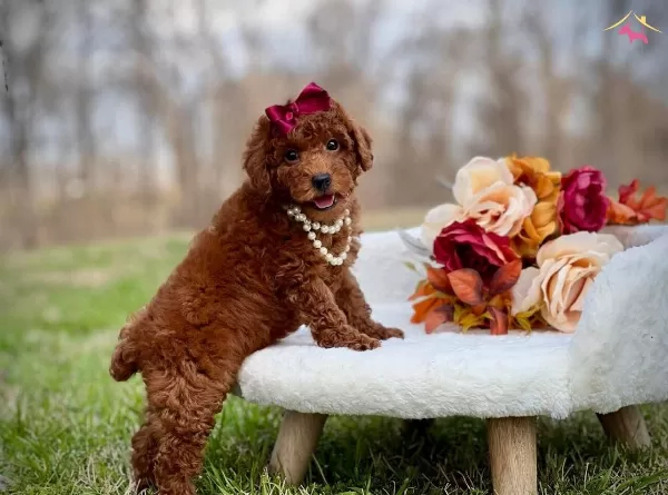 Antialerjik Ust Kalite Toy Poodle