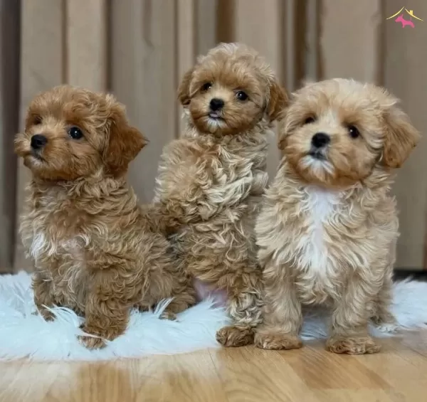 Oyuncak Gibi Sevimli Maltipoo Bebekler