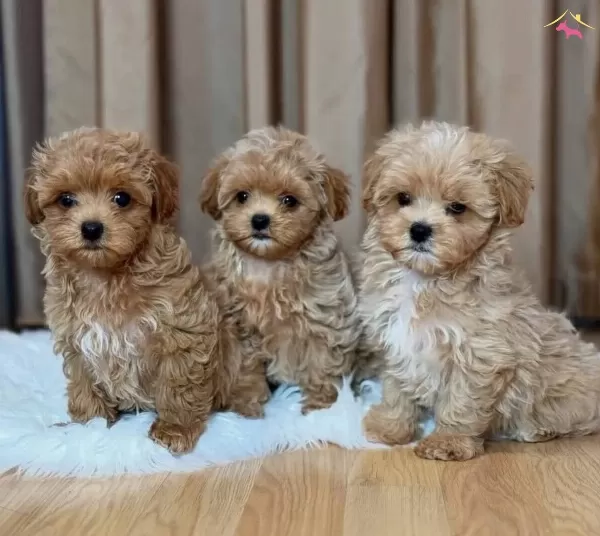 Oyuncak Gibi Sevimli Maltipoo Bebekler