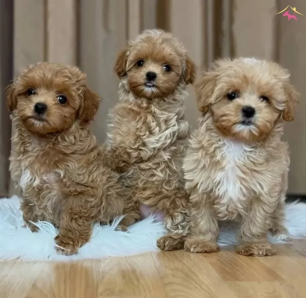 Oyuncak Gibi Sevimli Maltipoo Bebekler