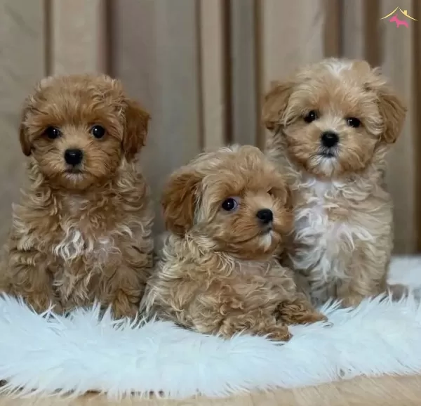 Oyuncak Gibi Sevimli Maltipoo Bebekler