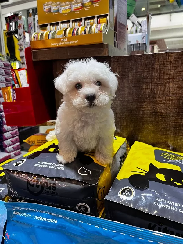Numara Maltese Yavrular