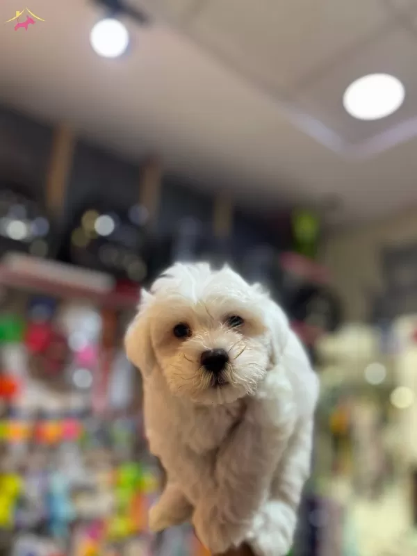 Numara Maltese Yavrular