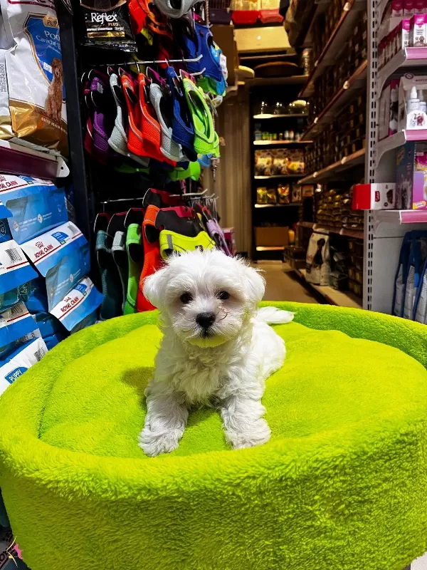 Numara Maltese Yavrular