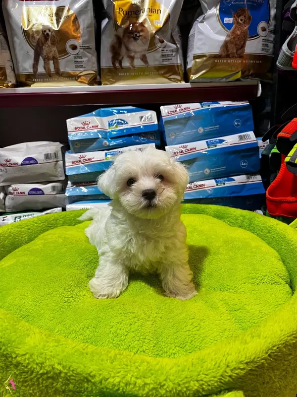 Numara Maltese Yavrular