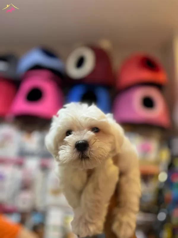 Numara Maltese Yavrular