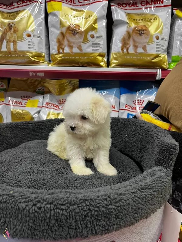 Kore Kanı Maltese Bebekler