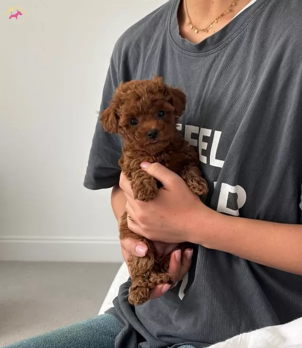Buyuleyici Guzellikte Toy Poodle Bebekler