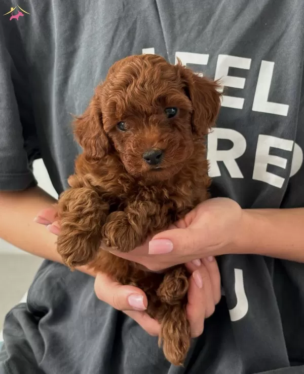 Buyuleyici Guzellikte Toy Poodle Bebekler