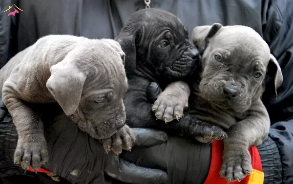 Blue Siyah Asil Cane Corso Bebeklerim