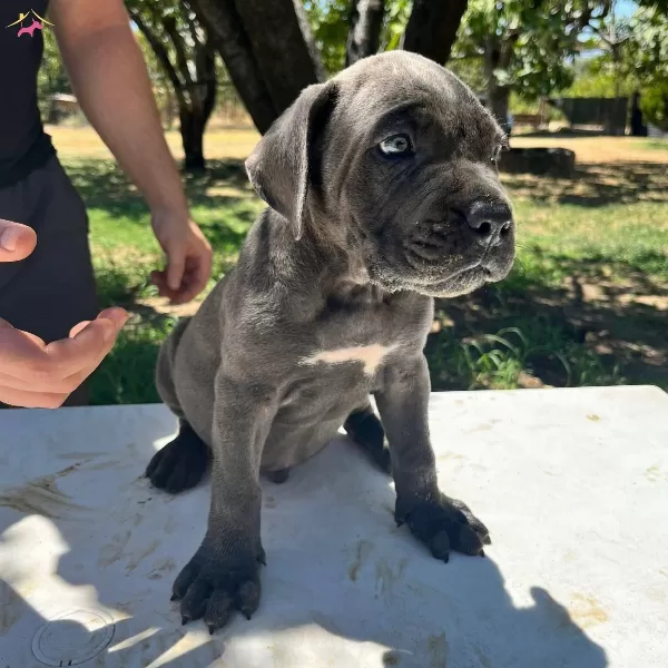Blue Siyah Asil Cane Corso Bebeklerim