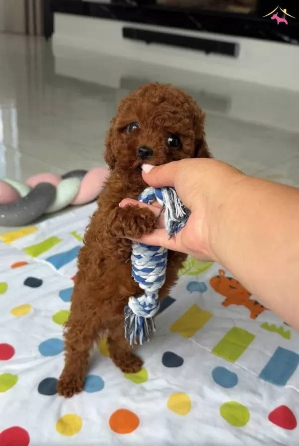 Kore Kan Poodle Irkının En Iyi Yavruları