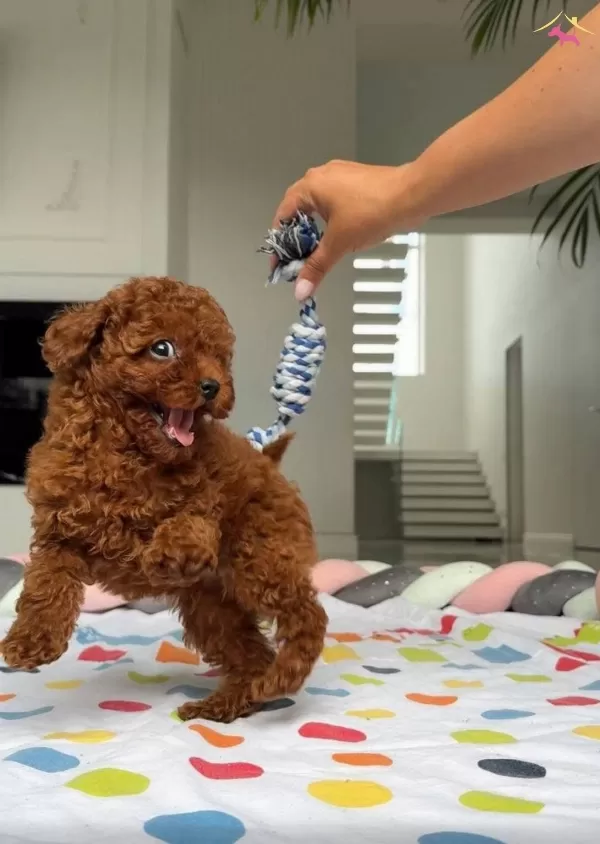 Kore Kan Poodle Irkının En Iyi Yavruları