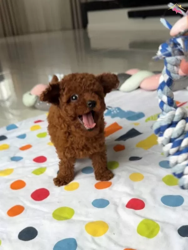 Kore Kan Poodle Irkının En Iyi Yavruları