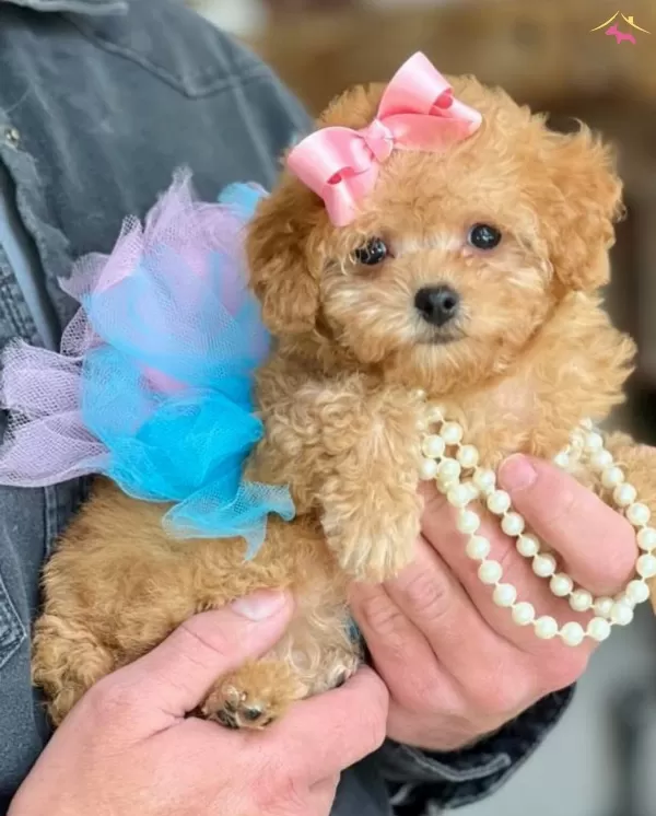 Süslü Maltipoo Bebekler
