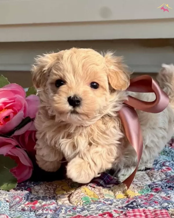 Süslü Maltipoo Bebekler