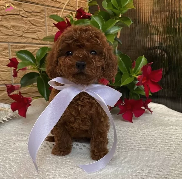 Teddy Surat Red Brown Toy Poodle Yavrular