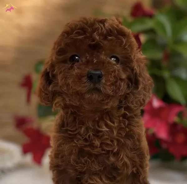 Teddy Surat Red Brown Toy Poodle Yavrular
