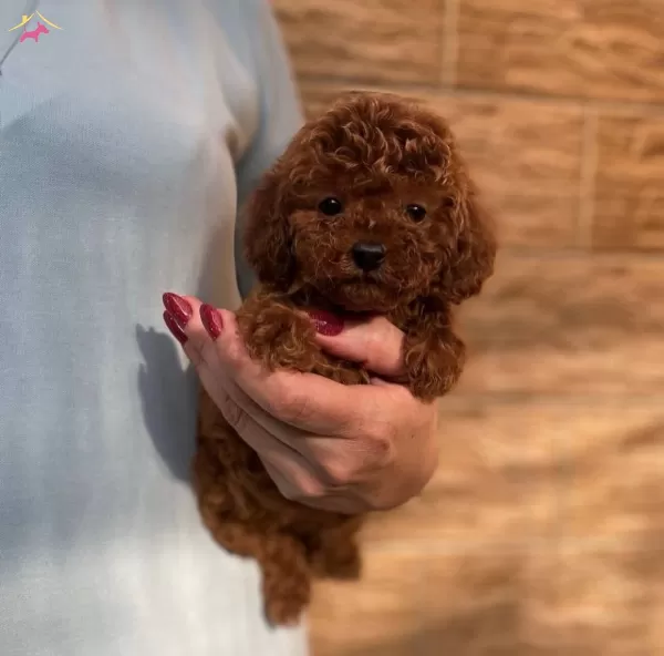 Teddy Surat Red Brown Toy Poodle Yavrular