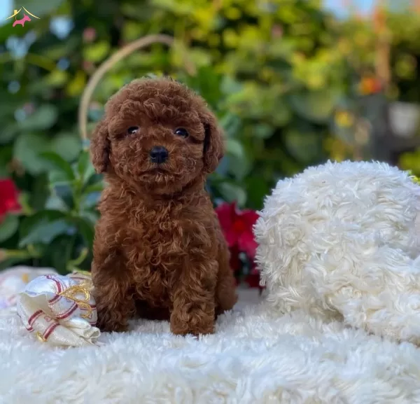 Teddy Surat Red Brown Toy Poodle Yavrular