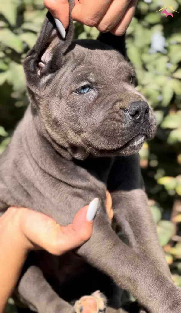 Iri Cussesiyle Gorenlere Dudak Isırtacak Cane Corso Yavrular