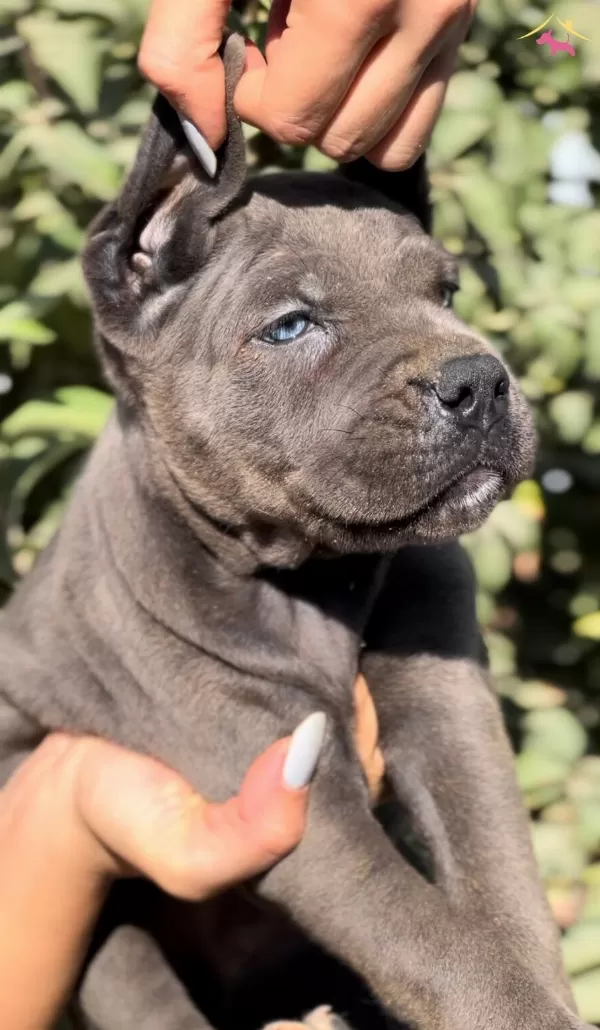 Iri Cussesiyle Gorenlere Dudak Isırtacak Cane Corso Yavrular