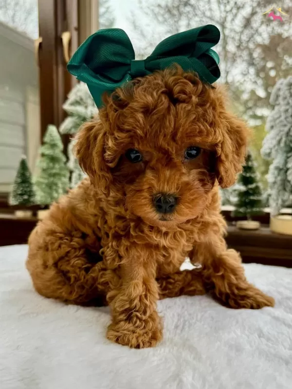 Irkının En güzel Poodle Toy Bebekleri