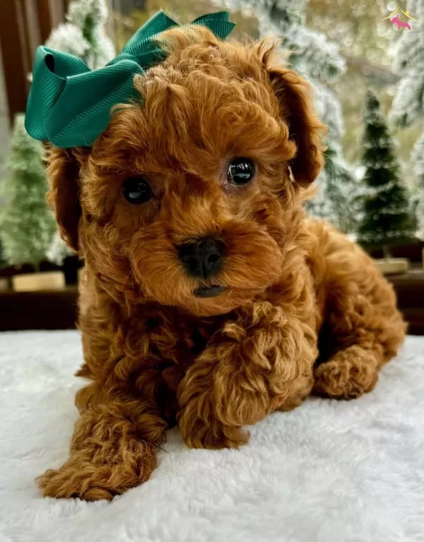 Irkının En güzel Poodle Toy Bebekleri