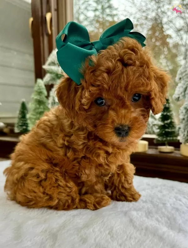 Irkının En güzel Poodle Toy Bebekleri
