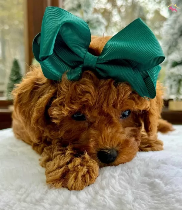 Irkının En güzel Poodle Toy Bebekleri