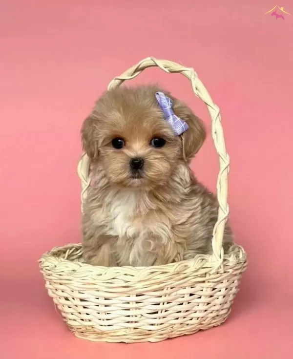 Mini Maltipoo Yavrular Yuva Bekliyor