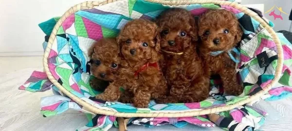 En Iyi Toy Poodle Yavrular Icin Burdayız