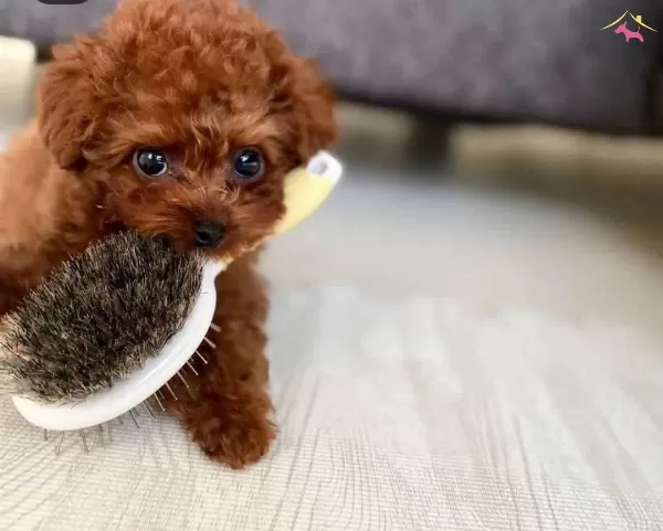 En Iyi Toy Poodle Yavrular Icin Burdayız