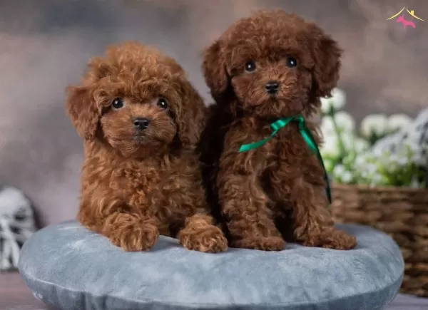 Mini Poodle Antialerjik Yavrular